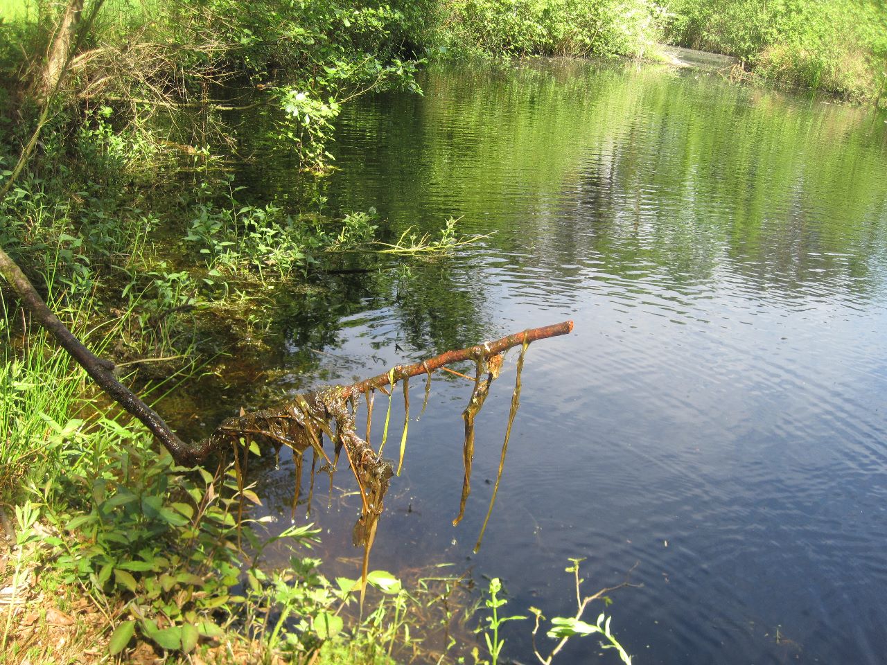 Werken in het Griesbroek samen met de mensen van Natuurpunt